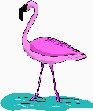 Flamingo